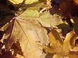 A maple leaf