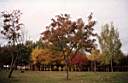 The public garden in Chertanovo