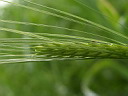 Green wheaten