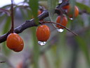 Ginger sea-buckthorn