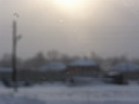 Серый алтайский