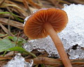 Winter mushroom