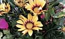 Plain Calabrian flowers