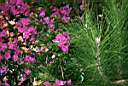 Pinies covered with bougainvillaea