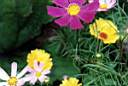 Flower-bed under Ostankino tower